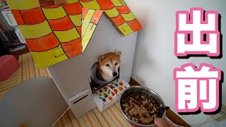 柴犬小春　【犬バーイーツ】一軒家が気に入ったようので出前を届けてみました　ASMR