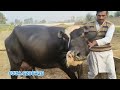 چاچامنظورپربانہ 4بھینسیں برائےفروخت21دسمبر pure neli nili ravi buffalo for sale on eitfaq tv