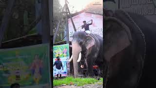 മംഗലാംകുന്ന് അയ്യപ്പൻ 😍🥰Mangalakunnu Ayyappan||popular elephant in Kerala ||#mangalamkunnu_ayyappan