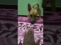 🥱 எனக்கு தூக்கம் வருது 🤓 dogtraining dog dogsound doglover puppy puppies petlife petlovers