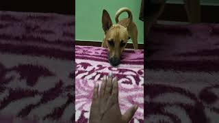 🥱 எனக்கு தூக்கம் வருது 🤓#dogtraining #dog #dogsound#doglover #puppy #puppies  #petlife #petlovers