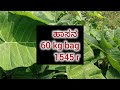 ginger price today ಶುಂಠಿ ರೇಟ್ ಟುಡೇ 22 12 2024 ಶುಂಠಿ ನಾಡು