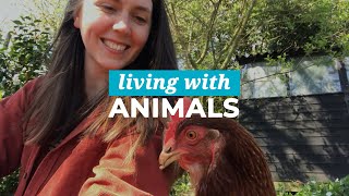 What life is like living with chickens!