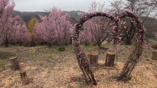 花見山　桃源郷　福島　2023 0325