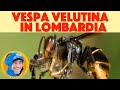 Apicoltura: Il predatore delle api, la Vespa velutina  minaccia il nostro ambiente !  (News 05/2021)