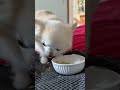 How tiny chihuahua eats with just one tooth 🦷 #dog #cutedogs