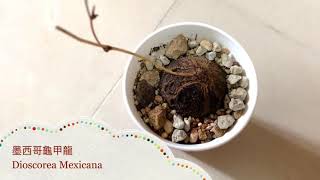 [ 墨西哥龜甲龍 ]  Dioscorea Mexicana  葉子有何特別?😆 塊根植物 多肉植物 Succulent