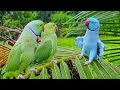 Indian Ringneck Parrot Videos Compilation