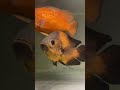 Ikan Oscar Jumbo!! |Astronotus Ocellatus | Oscar