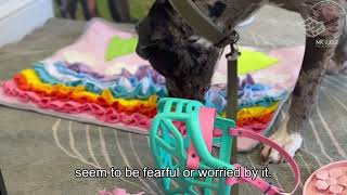 Muzzle March: Muzzle training your dog- Part 2