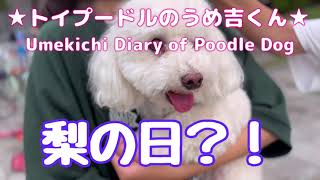 梨の日？！ ★トイプードルのうめ吉くん(1352日目)★Umekichi Diary of Poodle Dog