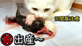 【閲覧注意】シロちゃん出産頑張れ！！ってかおめでとう！！はじめまして！！な件 ∼猫のいる生活Vol.555∼ 出産動画 マンチカン短足・ミヌエット・ペルシャ猫専門ブリーダー『ペット蔵人』