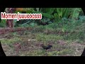 target melimpah berburu ayam hutan