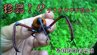 【必見!!】超レア!!　テナガオサゾウムシ観察動画【Thailand】