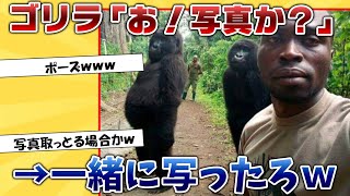 自撮りしたらゴリラがポーズしてきて話題ｗｗｗ【2ｃｈ動物スレ】