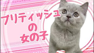 ブリティッシュショートヘアの子猫　（平野瓜破）