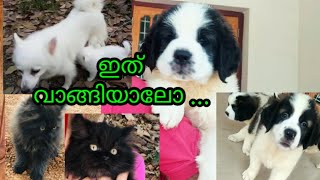 6- feb-2021  ||saint bernad puppies ,pomeranian puppies ,persian cat ||ആടുകൾ ,പശുക്കൾ