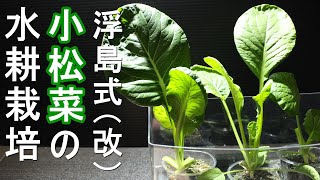 Hydroponic cultivation of Japanese mustard spinach in floating island style