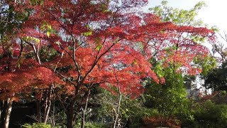 ゴイサギ、アオサギ　きょうの浮間公園６（２０２４年１２月３日（火）撮影）