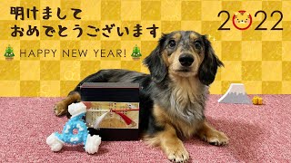 愛犬、初めてのお正月＆おせち食べてみた【ミニチュアダックスフンド/シルバーダップル】