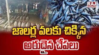 జాలర్ల వలకు చిక్కిన అరుదైన చేపలు || Rare Fish in Aminabad  || Raj News Telugu