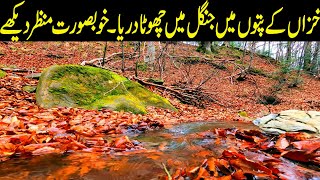 Small River in Forest in Autumn Leaves | Relaxing Nature & Water Sounds to Help Sleep | Relaxation