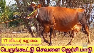 17 லிட்டர் கறவையில் பெருங்கூட்டு ஜெர்சி செவளை மாடு