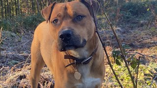 Max the Climbing Exploring Mountain Dog