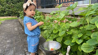 토마토 따는거 처음 봐서 신기했어요 😄 | my little gardener 🍅 | 20 months