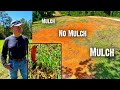 The Release Process™ working in South Carolina - Less Rain - More Growth with Mulch