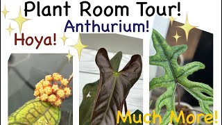 Plant room tour! Lots of amazing plants, anthurium, Hoya, Alocasia and much more!