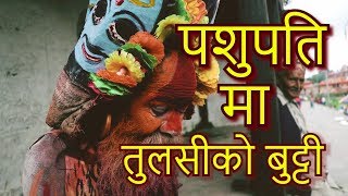 पशुपतिमा तुलसीको बुट्टी लगाउने बाबा  !!! पशुपतिमा जे देखियो !!!  PASHUPATI !!!