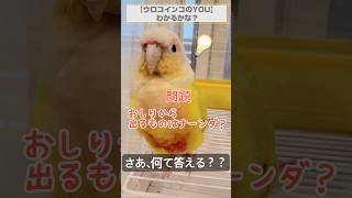 【ウロコインコのYOU】わかるかな？ #インコ #インコ動画 #ウロコインコ #おしゃべりインコ #かわいい #conure  #クイズ