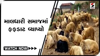 માલધારી સમાજમાં ફફડાટ વ્યાપ્યો @SandeshNewsTV