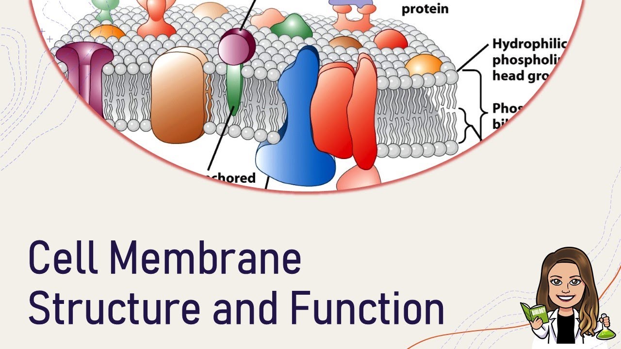 Chapter 7 Cell Structure And Function Answer Key - CasenCeyrian