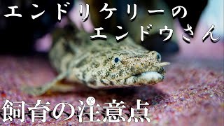 【エンドリケリー】ポリプテルスってどんな魚？＆飼育の注意点！【大型水槽】【アクアリウム】