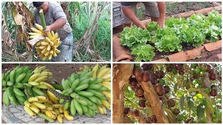 FARTURA NA ROÇA // COLHEITA DE BANANA E ALFACE PRA VENDER