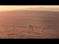 Midnight Sun in Lapland  FINLAND