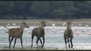 Nilgai in Water (The Blue bull and The Pond)  #nilgai