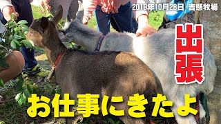 子ヤギの出張ふれあい体験  はじめてのお仕事 富山県氷見市の十二町小学校にいってきました 手作りヤギ牧場 吉懸牧場 2019年10月28日 Goat Farm　ヤギレンタルやヤギ除草レンタルのお試し