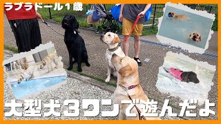 【ラブラドールレトリーバー】大型犬１歳　お友達と奇跡的な再会！大型犬３ワンでプール遊び