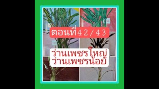 ตอนที่ 42/43  ว่านเพชรใหญ่ ว่านเพชรน้อย เล่นว่าน อ่านตำรา