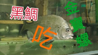 瞎趴 蝦竿 前打 打螺 釣螺 黑格 真的會吃嗎 讓 歪嘴鯛（黑格） 示範一下