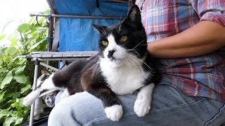 【地域猫】雨が降っていると流石のチビも早朝のパトロールをさぼるようです。【魚くれくれ野良猫製作委員会】