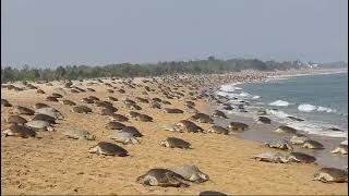 Arribada : The Mass Nesting Event of Olive Ridley Turtles Video by Vishwa Nath , IFS