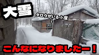 大雪、こんなになりました