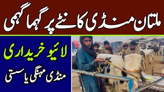 Multan Cow Mandi Latest Updates ❤️‍🔥🔥Kante Py Khareedari 💥 | Universal Topics