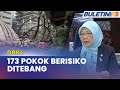 DBKL | 173 Pokok Berisiko Tinggi Ditebang Di Sekitar KL