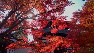 京都 東福寺 紅葉の現況 撮影日: 2024年12月3日