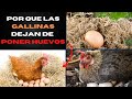 Las razas de gallinas que dejan de poner huevos y por qué